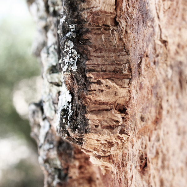mindthecork_cork bark