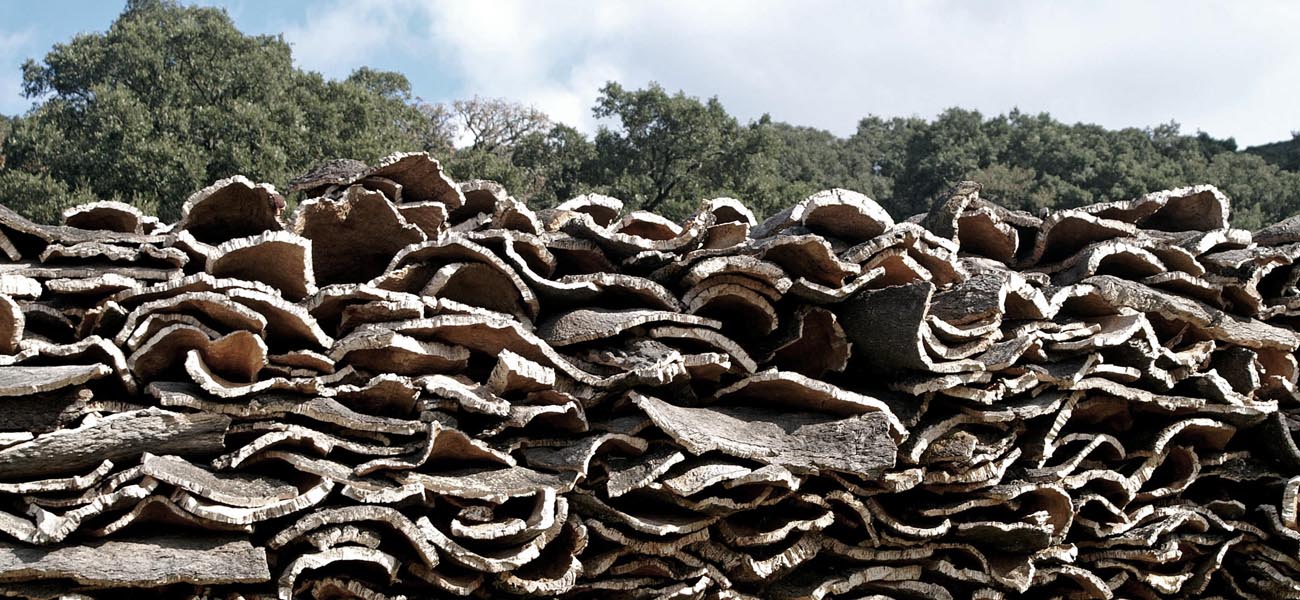 cork harvest 1